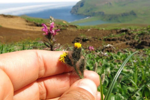 Alaska wildflowers, Mari in the sky, The Gentle Tarot, Photo by Mariza Aparicio-Tovar