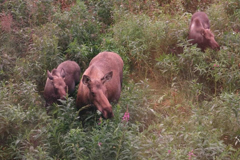 Momma moose with two babies eating fireweed, Mari in the sky, The Gentle Tarot, Photo by Mariza Aparicio-Tovar