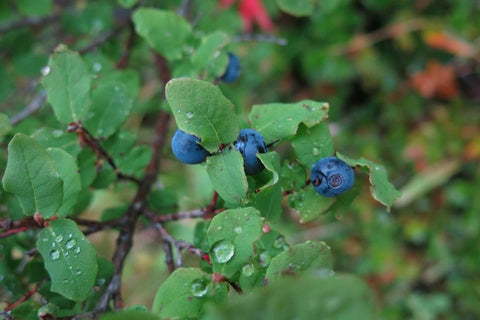 Alaskan wild blueberries, mari in the sky, the gentle tarot, photo by mariza aparicio-tovar