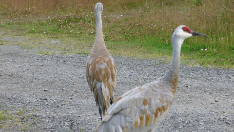 Two sandhill cranes up close, Mari in the sky, The Gentle Tarot, Photo by Mariza Aparicio-Tovar