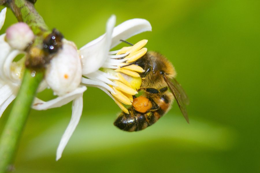 bee collects pollen from fragrant flower