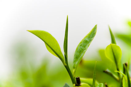 The Tea Plant & Tea Cultivation