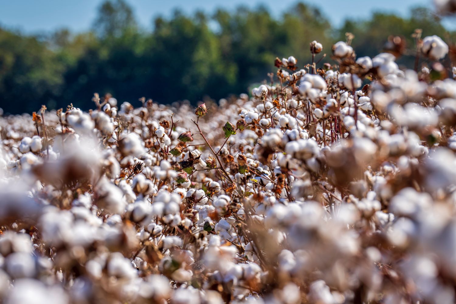 A Field of Cotton Plants