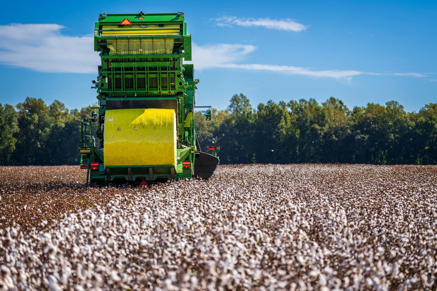 A Tractor Harvesting Cotton