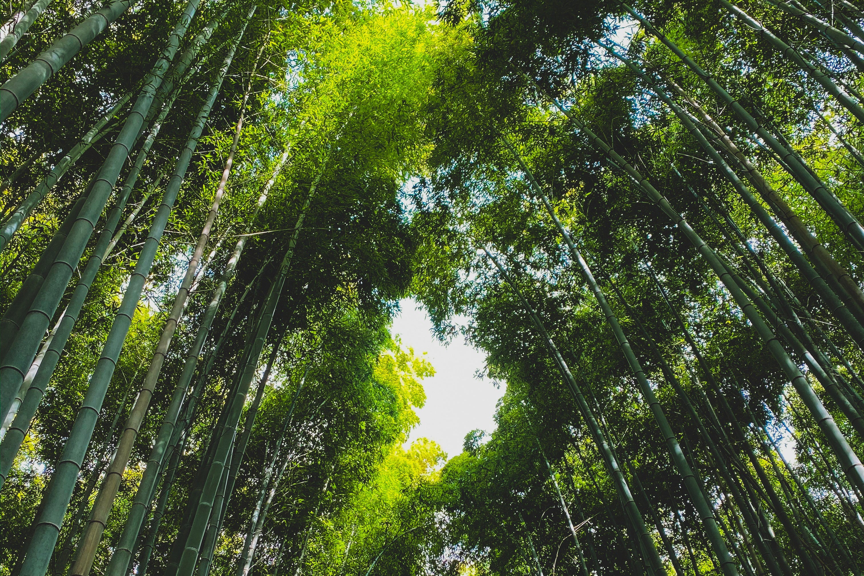 Bamboo forest with row of trees on sunny day