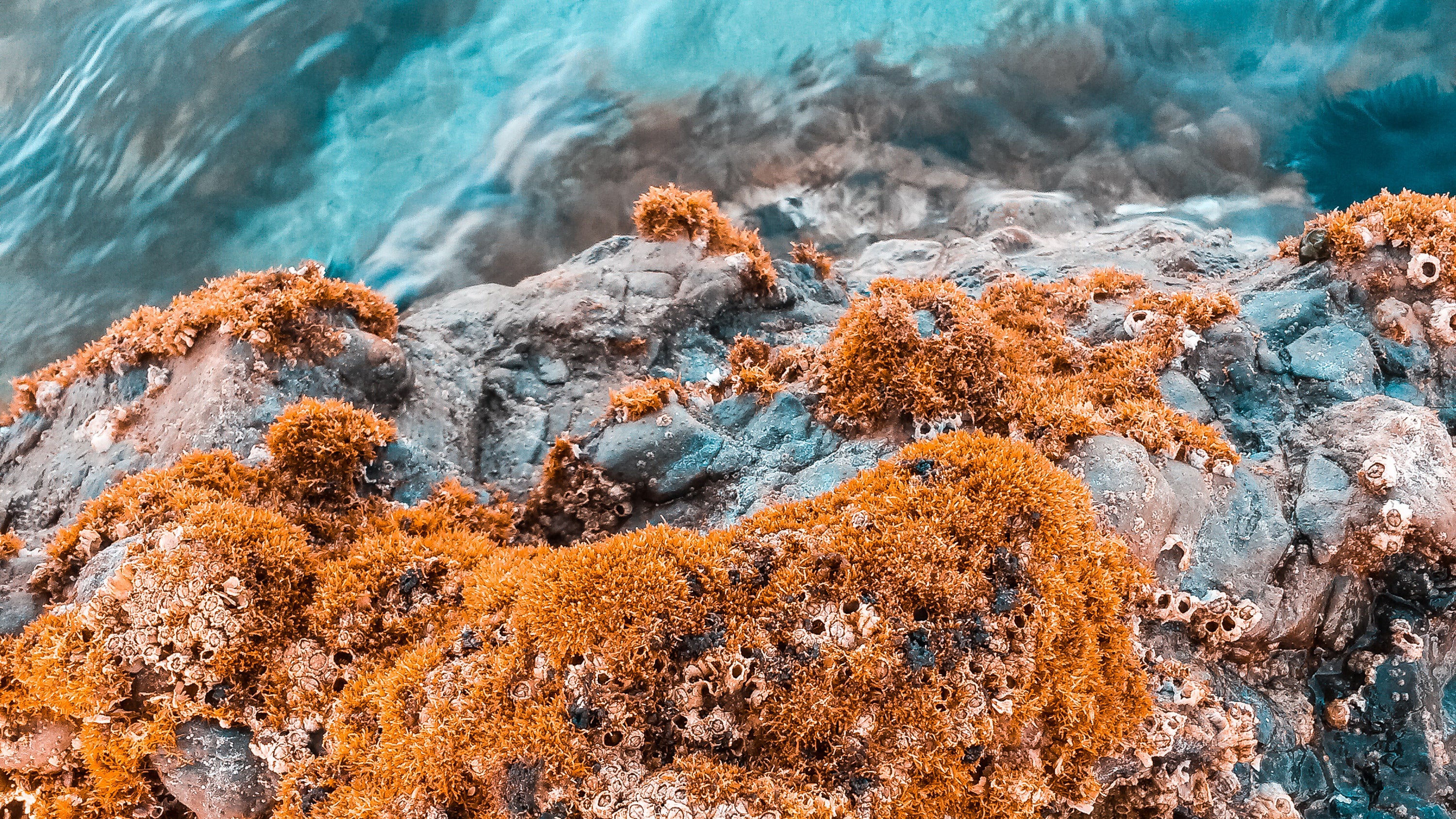 Beige Algae on Brown Rock Formation Near Body of Water