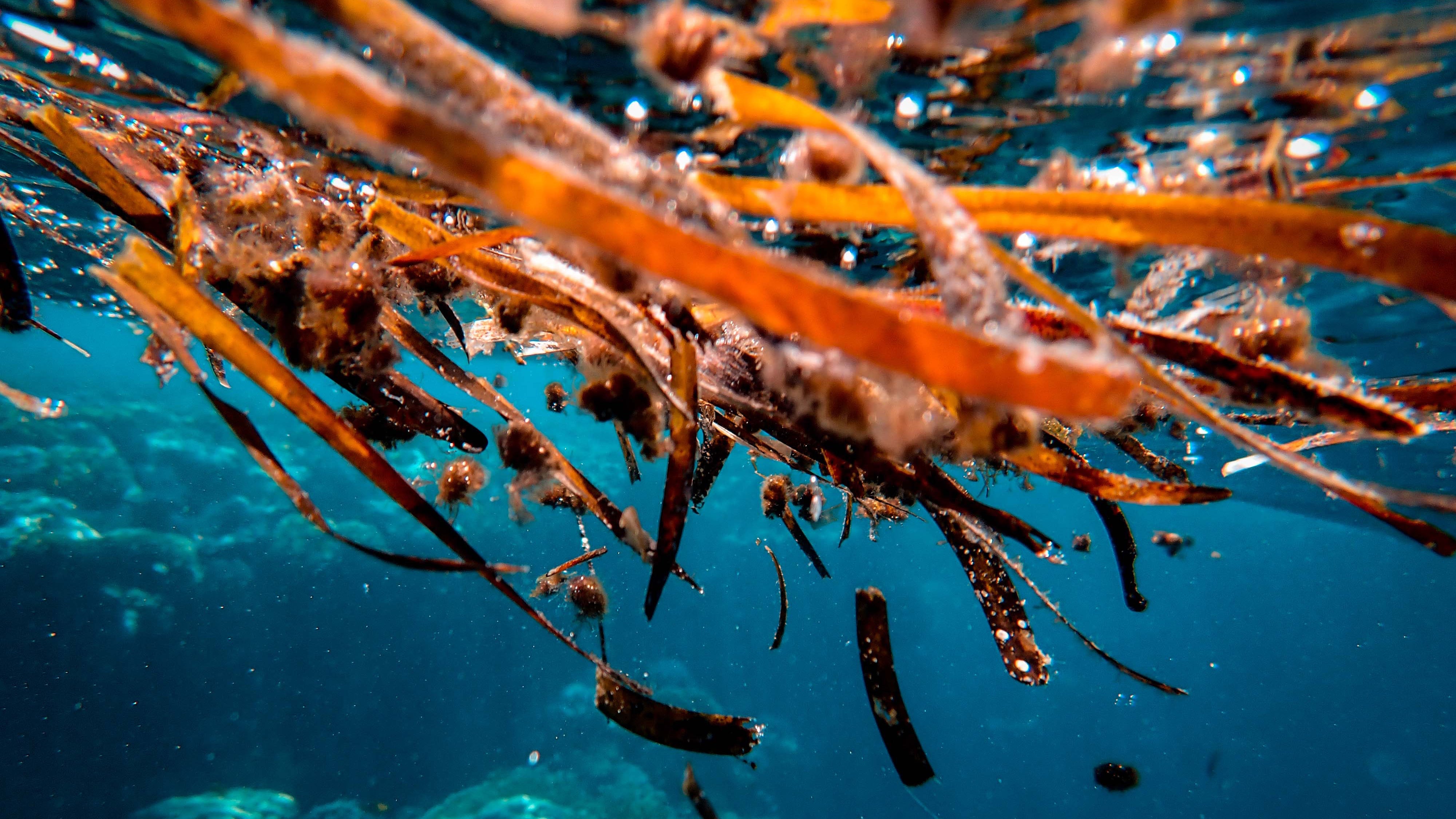 Close up photo of brown seaweeds