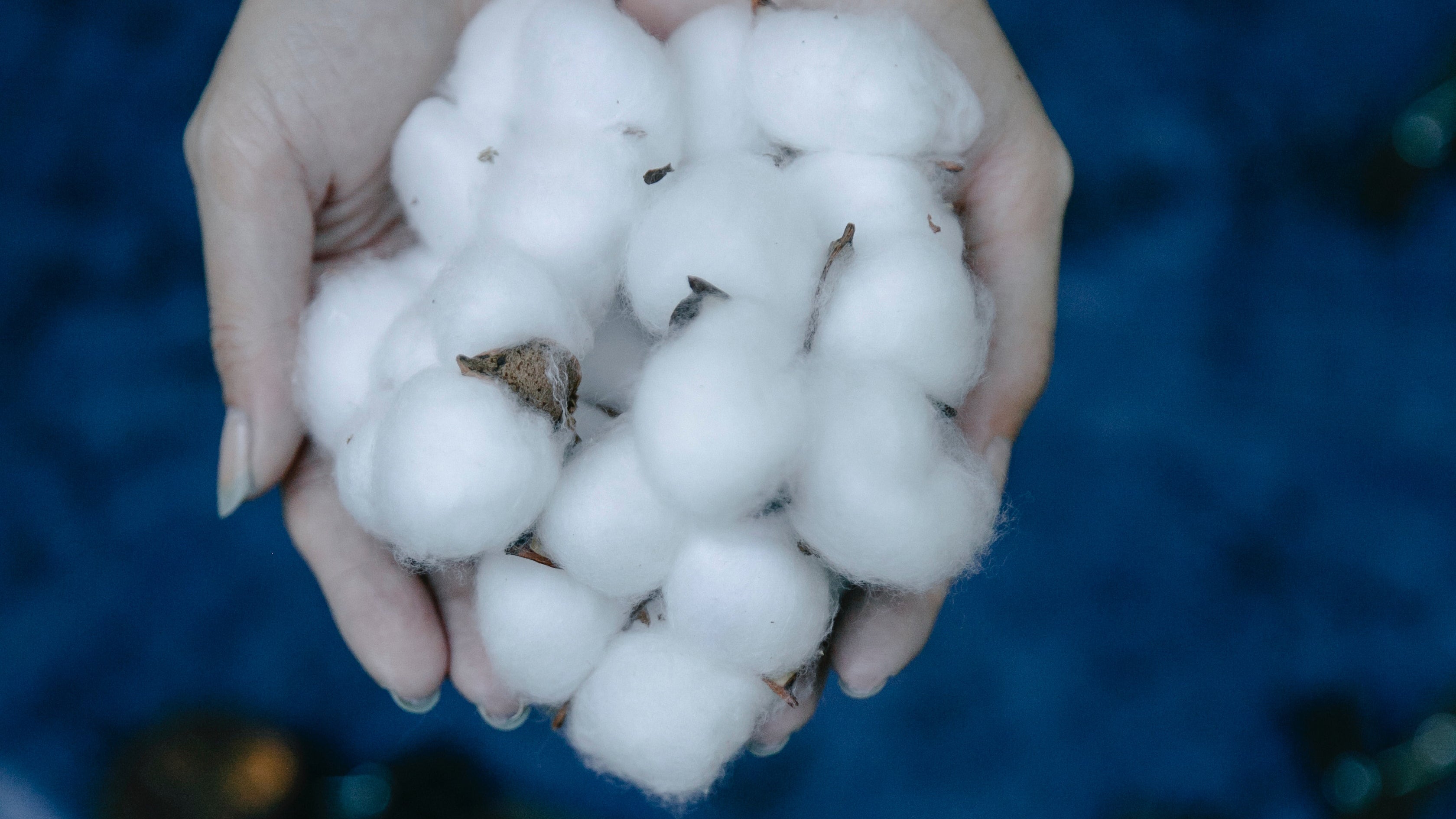 Crop person showing cotton in hands