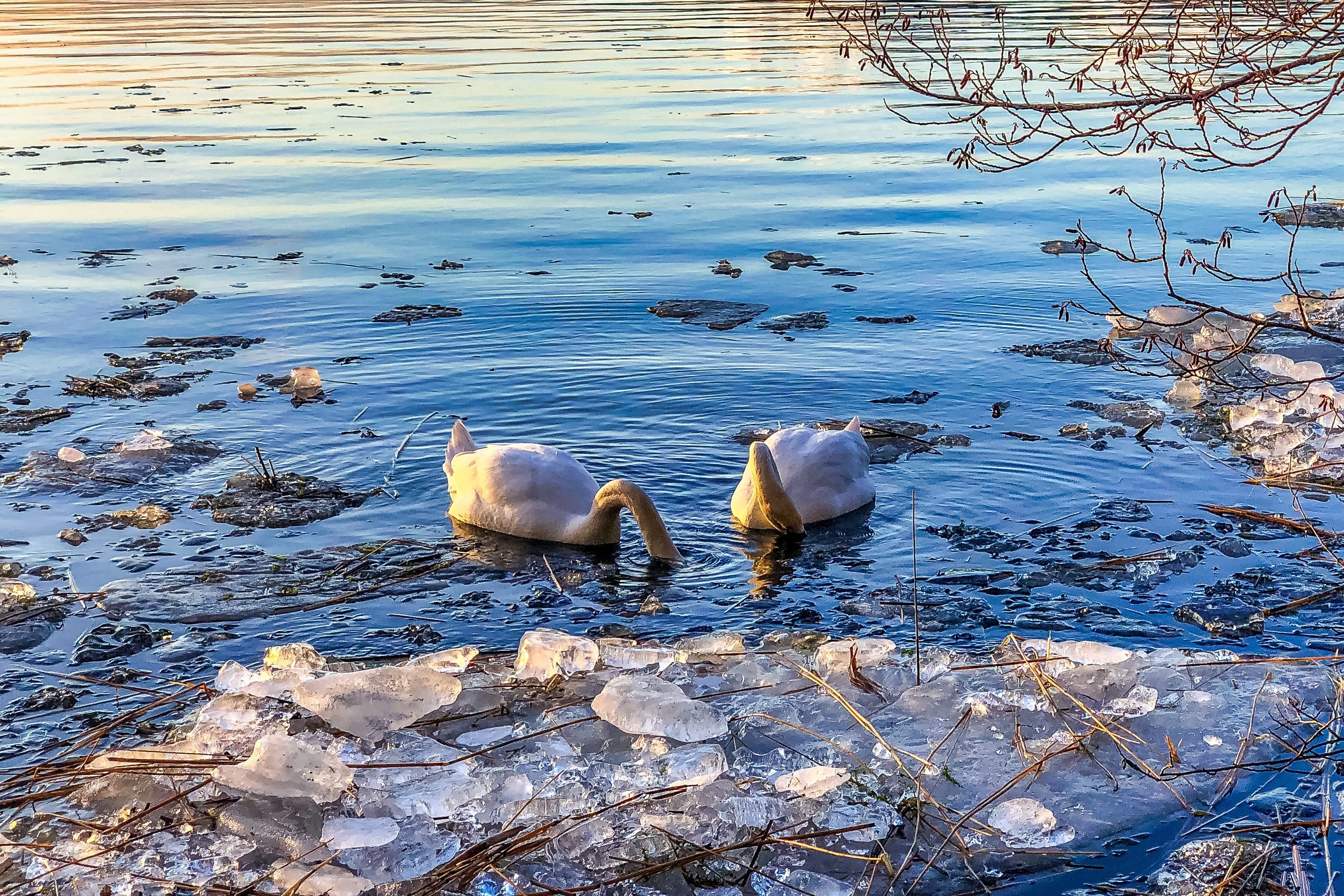 Ducks on an Icy Lake