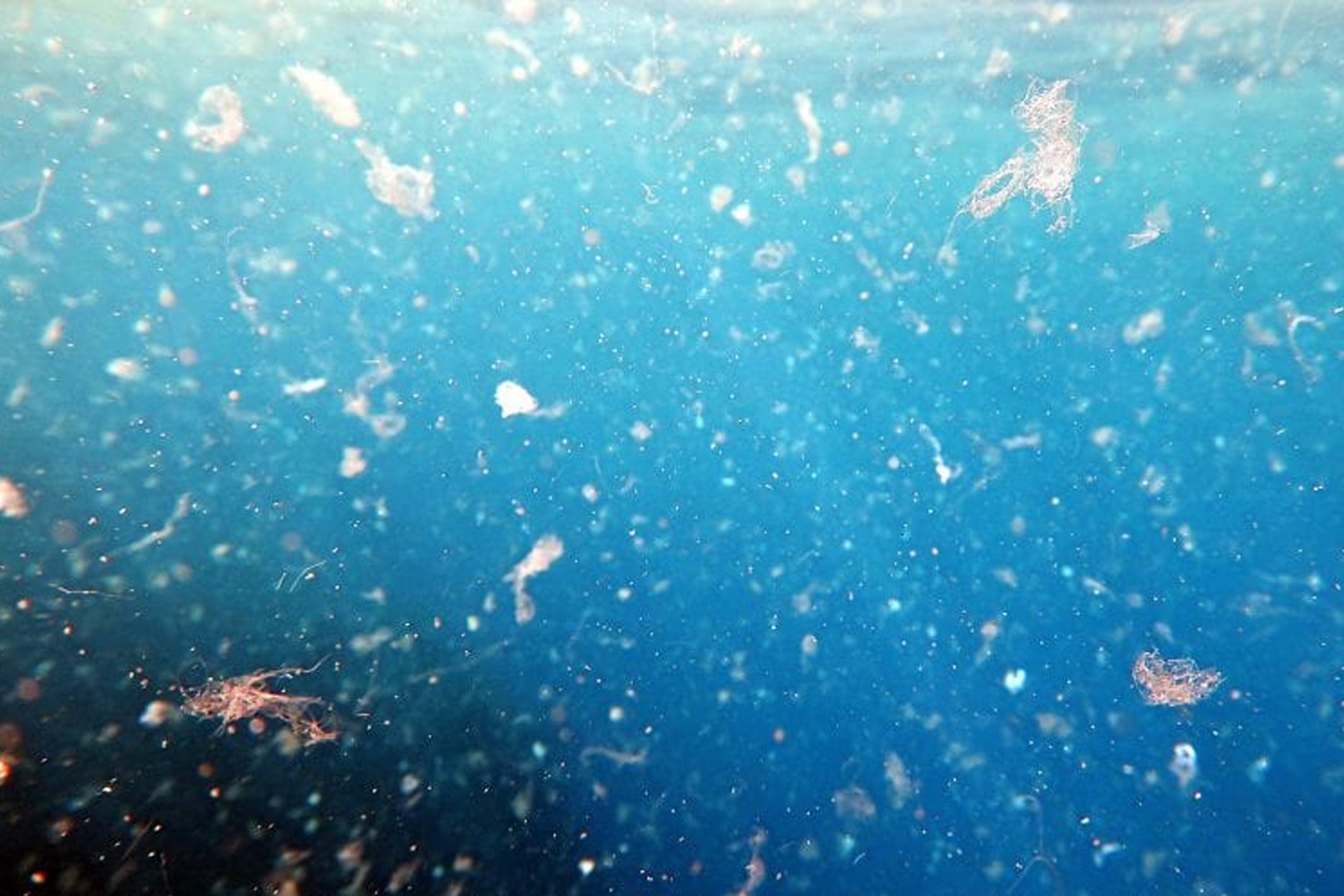 Microplastics in the Ocean