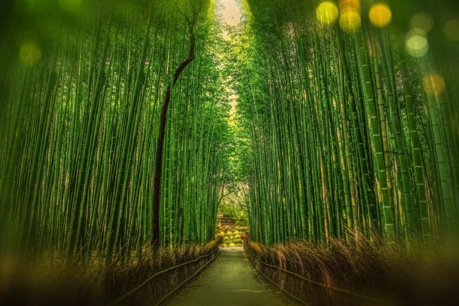 Scenic View of Bamboo Trees