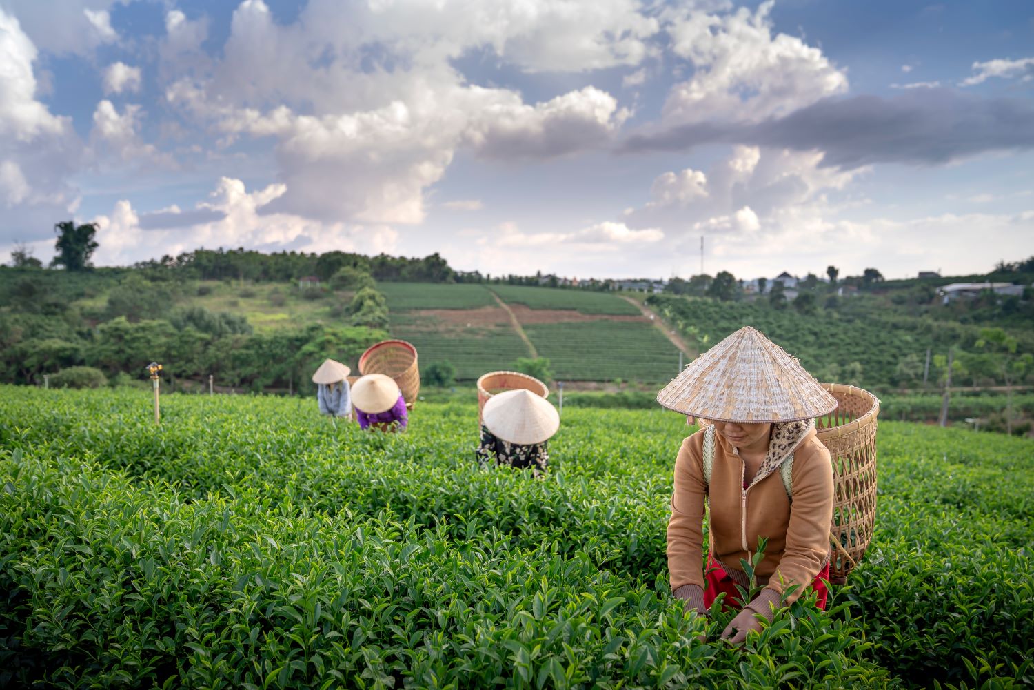 Unrecognizable people in bamboo hats collecting leaves on tea plantation