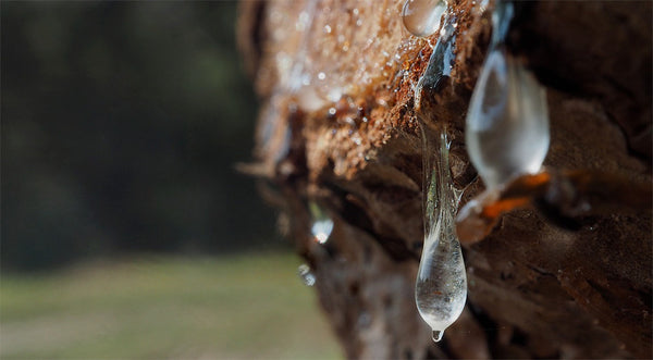 rosin sap dripping from tree