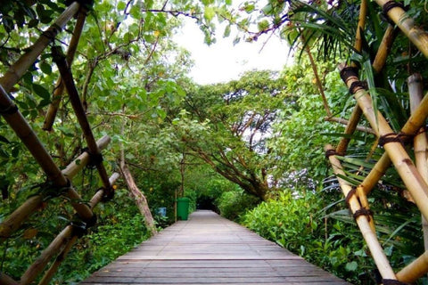 Jembatan kayu di tengah hutan mangrove Surabaya