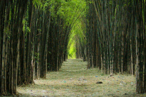 Deretan bambu berjajar