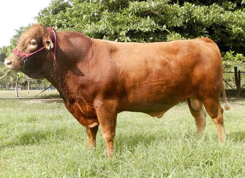 japanese brown cow