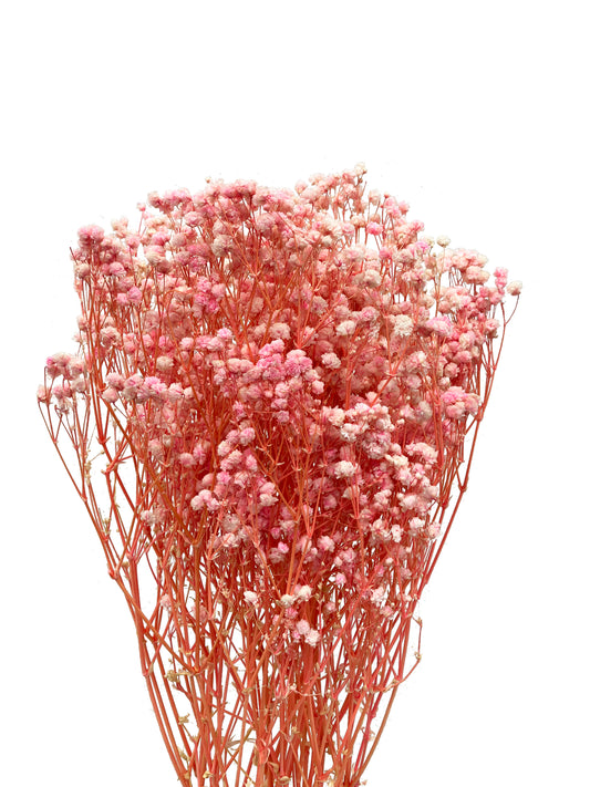 Dried Babies Breath-Pink – Wild Blooms