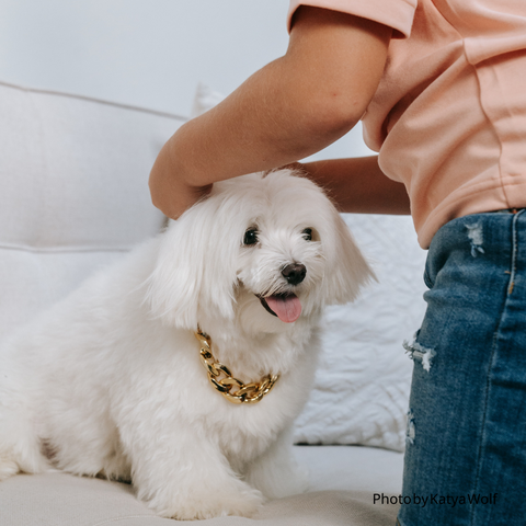 white dog with gold necklace jewelry