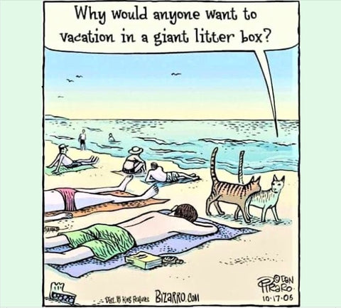 Cartoon of cats on the beach