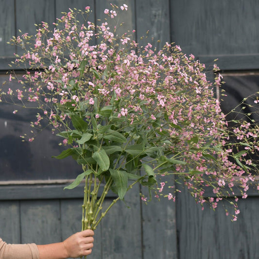 Covent Gardens Baby's Breath Seeds- Gypsophila - 2BSEEDS