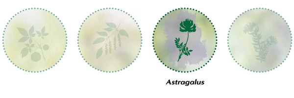 Astragalus adaptogen adaptogens vegan herbal supplement anti stress vitality