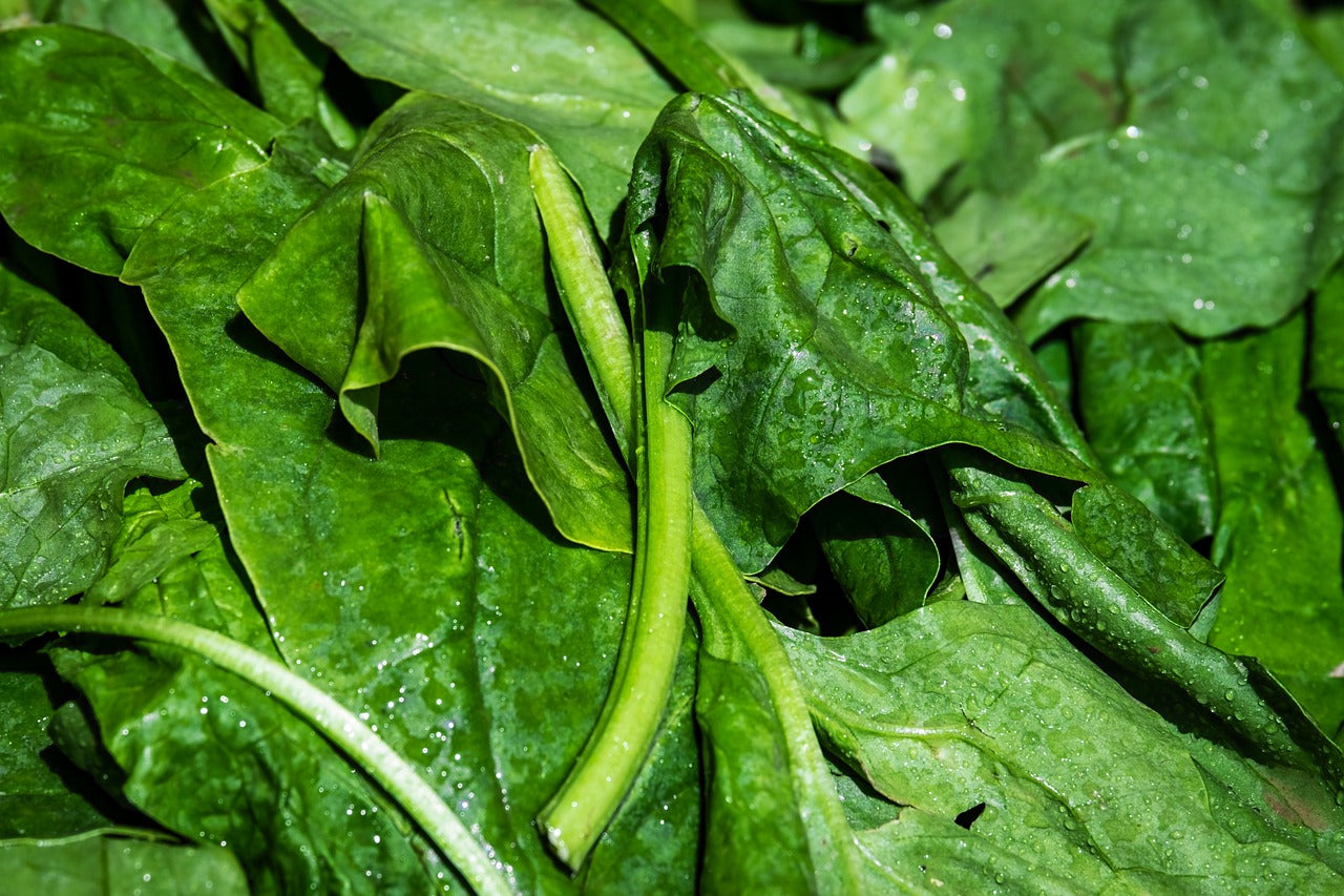 Fresh spinach leaves close-up