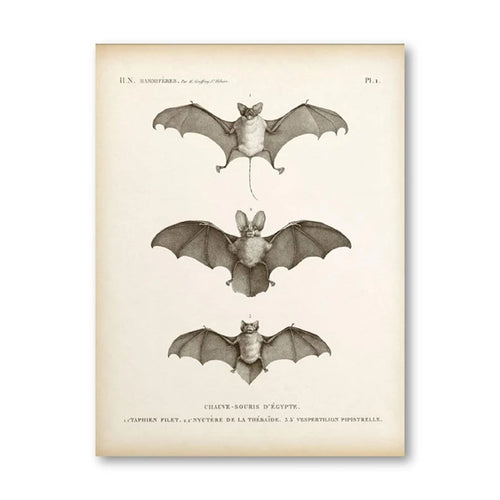 Vintage Bat Print Halloween Wall Art Canvas Painting Antique Bat Animal Poster Wall Picture for Living Room Home Decoration