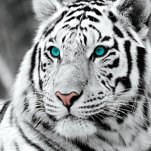 LZAIQIZG 5D DIY Full Square/Round Diamond Painting White Tiger Diamond Embroidery Sale Animal Handicraft Decoration For Home