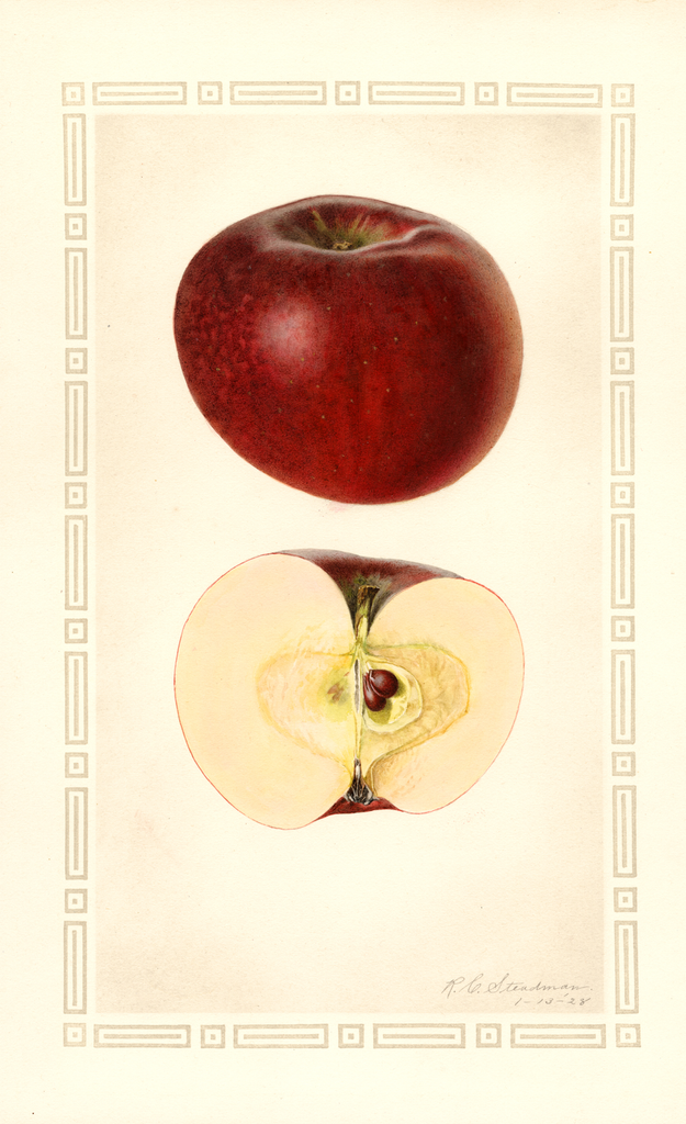 Apples, Martin (1928)