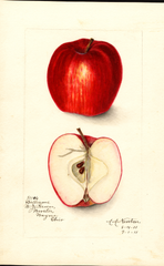 Apples, Williams (1911)