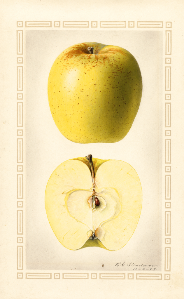 Apples, Golden Delicious (1923)