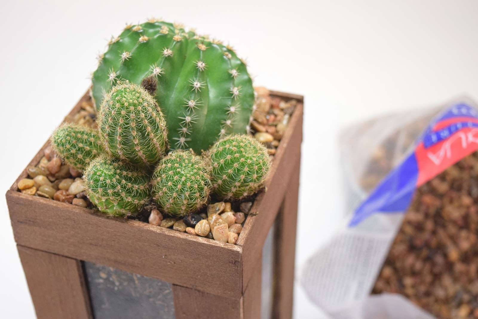 How to Glue Wood to Glass - Simple Cactus Terarriums