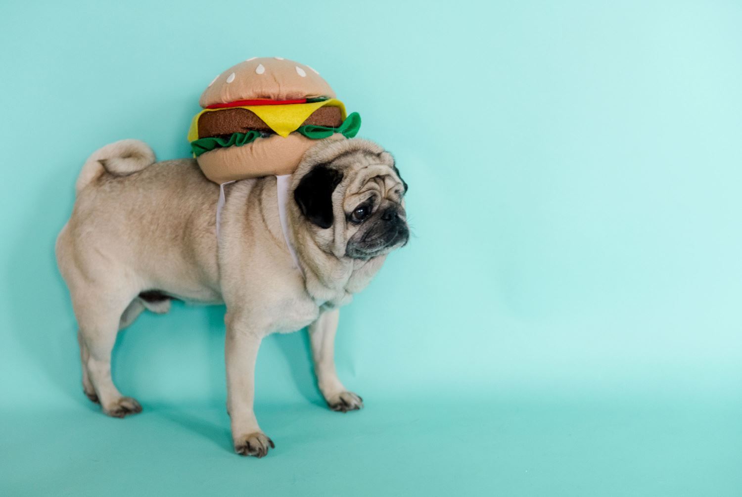 Dress up your dog in your DIY burger costume!