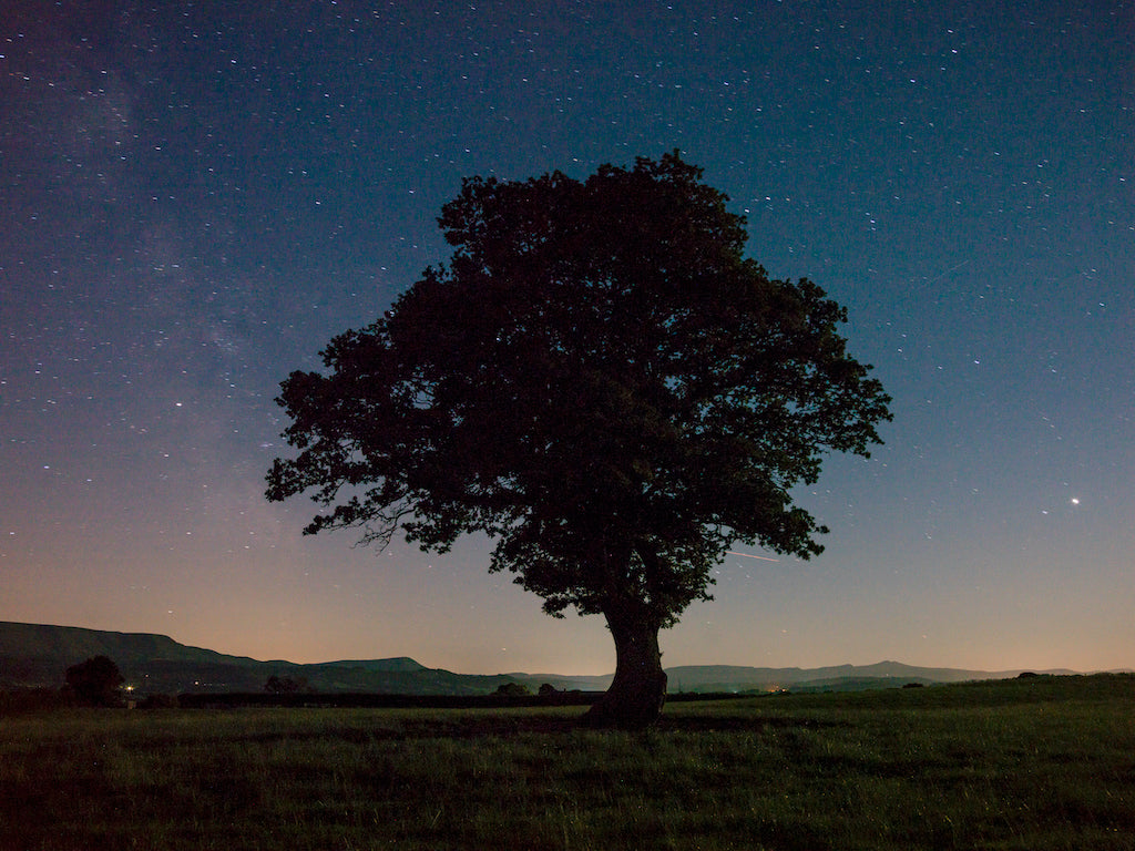 British oak tree at dusk