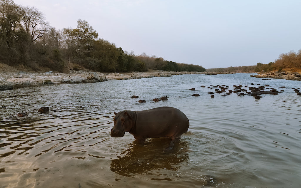 Hippo in River Faro, Cameroon - Fera Outdoor Clothing