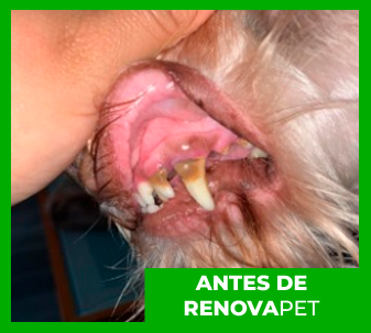 Renovapet Opiniones