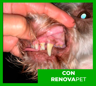 Renovapet Opiniones