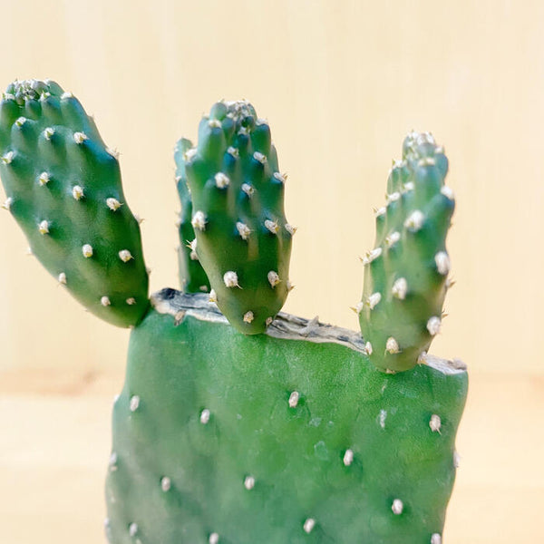 サボテン 多肉植物 オプンチア ルデスケンス 学名 Opuntia Rudeskens 花 観葉植物 Pt Leaf