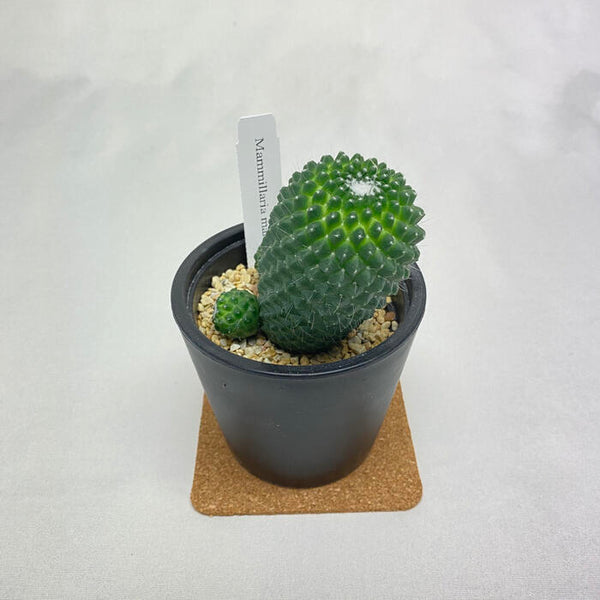 サボテン 多肉植物 マミラリア マルクシアナ 金洋丸 学名 Mammillaria Marksiana 花 観葉植物 Pt Leaf