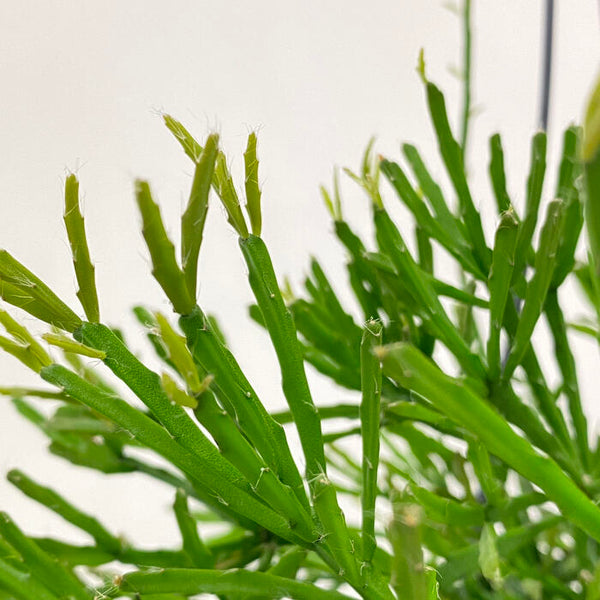 サボテン 多肉植物 リプサリス エワルディアナ 学名 Rhipsalis Ewaldiana 花 観葉植物 Pt Leaf