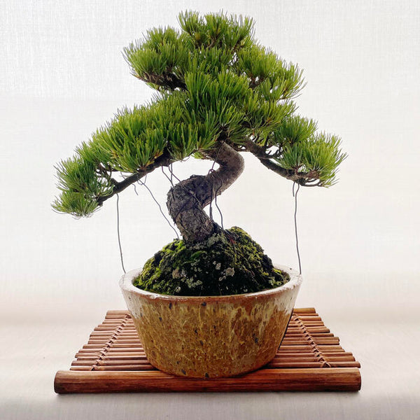 松 五葉松 ゴヨウマツ 学名 Pinus Parviflora 花 観葉植物 Pt Leaf