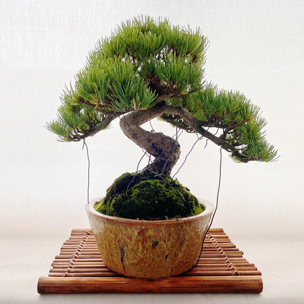 松 五葉松 ゴヨウマツ 学名 Pinus Parviflora 花 観葉植物 Pt Leaf