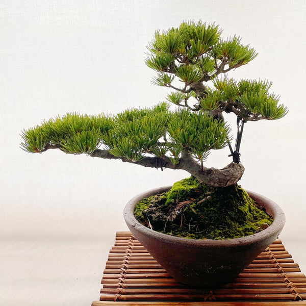 松 五葉松 ゴヨウマツ 学名 Pinus Parviflora 花 観葉植物 Pt Leaf