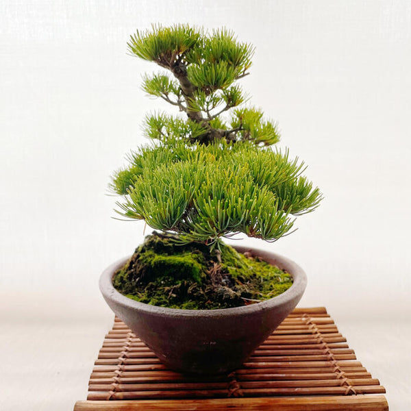 松 五葉松 ゴヨウマツ 学名 Pinus Parviflora 花 観葉植物 Pt Leaf