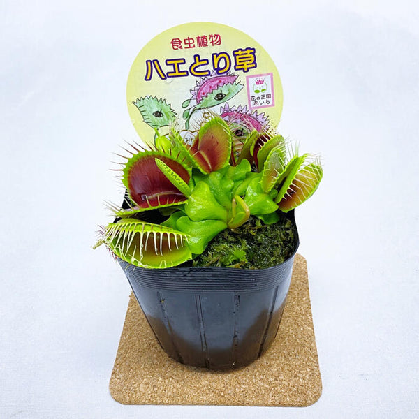 ハエトリソウ ディオネア マスシプラ B52 学名 Dionaea Muscipla 花 観葉植物 Pt Leaf