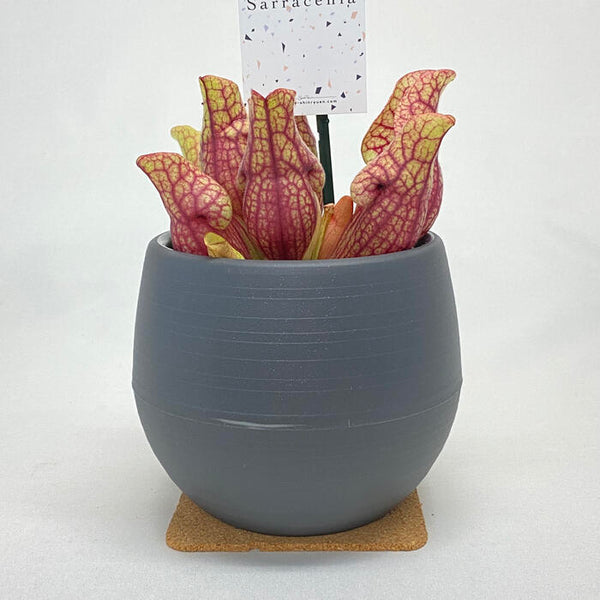 サラセニア プルプレア ベノーサ 学名 Sarracenia Purpurea Ssp Venosa 花 観葉植物 Pt Leaf