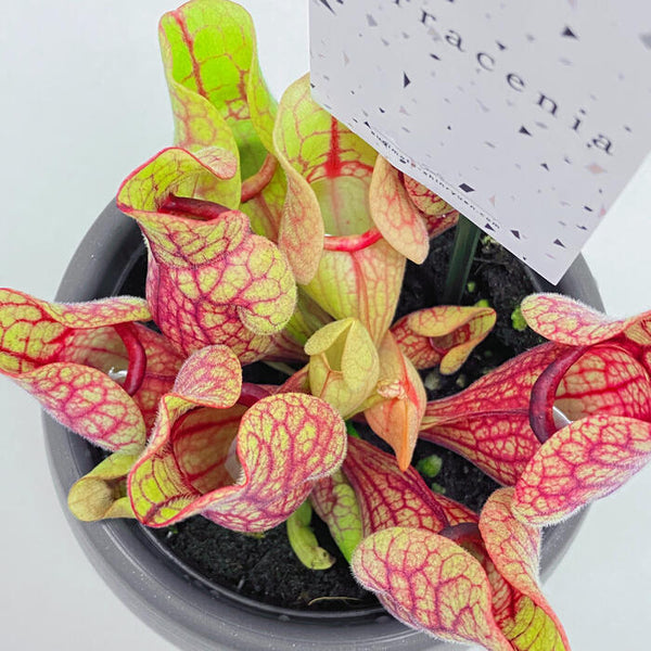 サラセニア プルプレア ベノーサ 学名 Sarracenia Purpurea Ssp Venosa 花 観葉植物 Pt Leaf