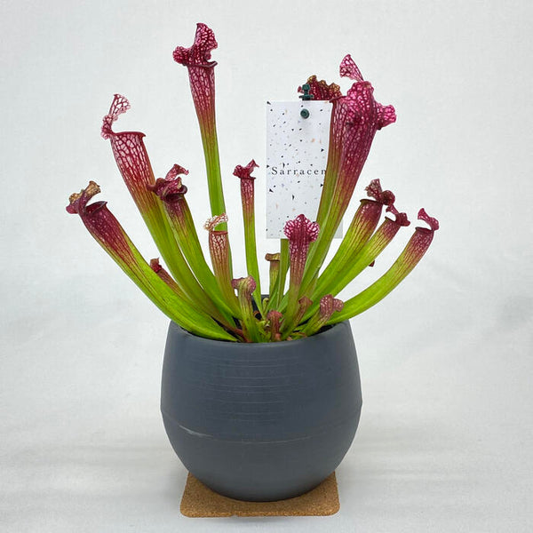 サラセニア レウコフィラ レッド 学名 Sarracenia Leucophyyla Red 花 観葉植物 Pt Leaf