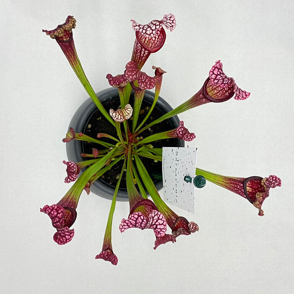 サラセニア レウコフィラ レッド 学名 Sarracenia Leucophyyla Red 花 観葉植物 Pt Leaf