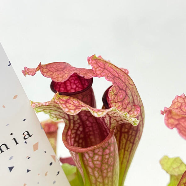 サラセニア フィラデルフィア 学名 Sarracenia Philadelphia 花 観葉植物 Pt Leaf